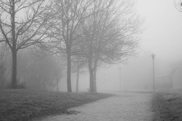 istock The park in the fog 1897582036