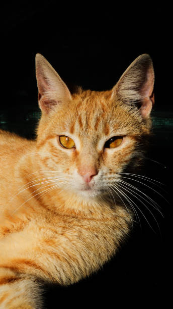 istock A cat enjoying the sunshine 1897593857