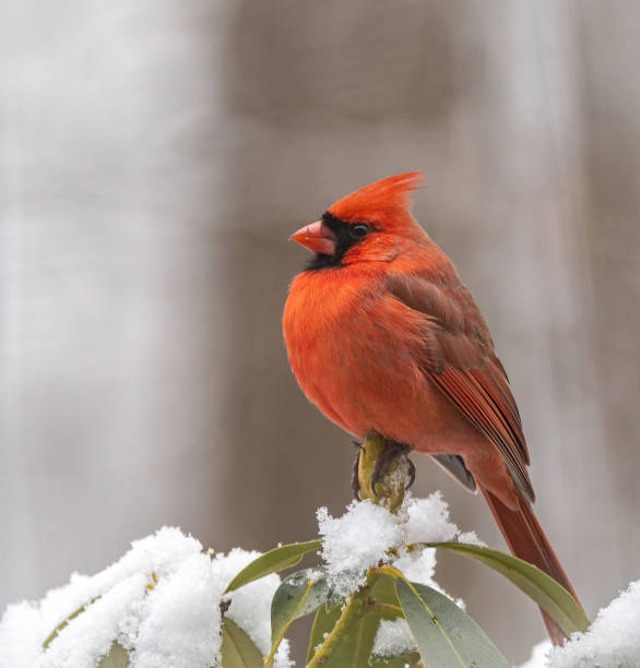 istock Cardinal sitting on a branch with snow 1897599516