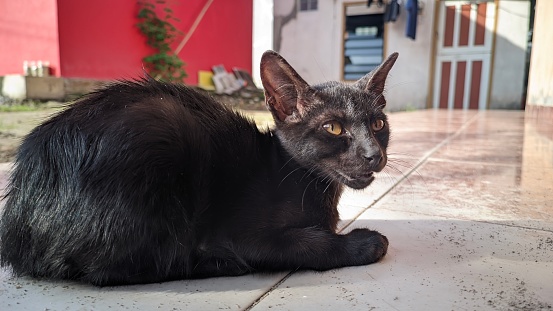 portrait of a poor, ugly black street kitten