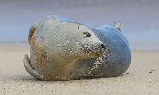 Gray seal on a beach in Norfolk