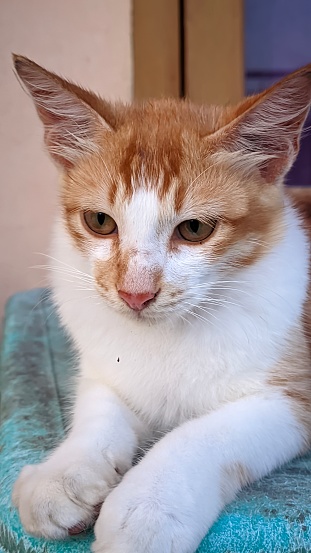 extreme close up of the head of an orange and white mixdome cat