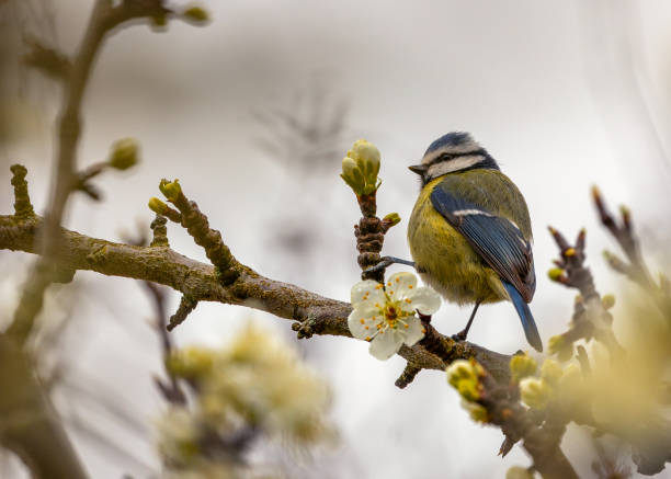 istock Blue Tit (Cyanistes caeruleus) Outdoors 1897607088