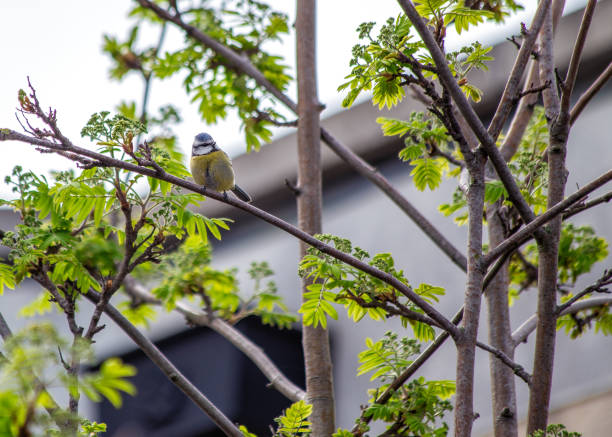 istock Blue Tit (Cyanistes caeruleus) Outdoors 1897607278