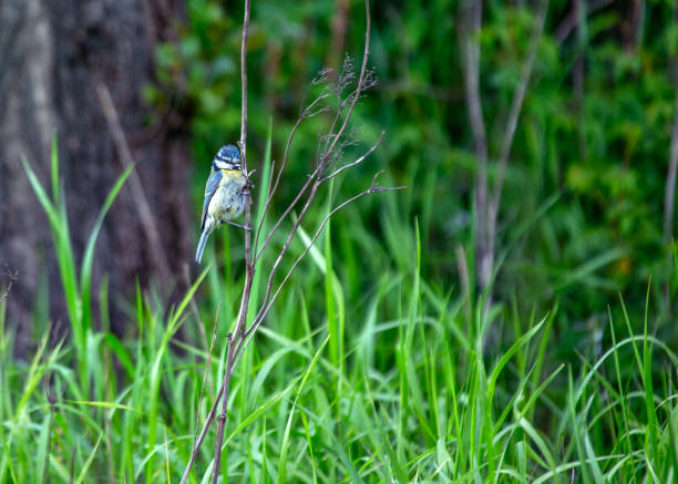 istock Blue Tit (Cyanistes caeruleus) Outdoors 1897607800