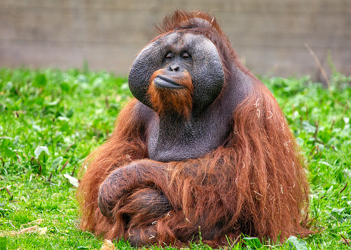 Pongo pygmaeus, the Orangutan, thrives in Southeast Asian rainforests. With its intelligent eyes and gentle demeanor, this great ape symbolizes the importance of rainforest conservation.