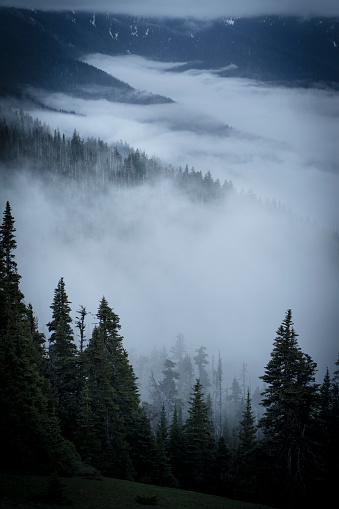 Misty foggy mountain landscape with fir forest and copyspace in vintage retro hipster style