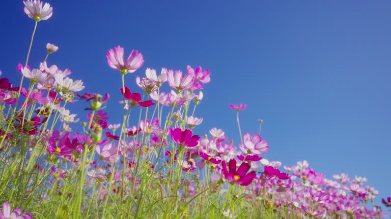 Beautiful cosmos flower blooming in the morning.