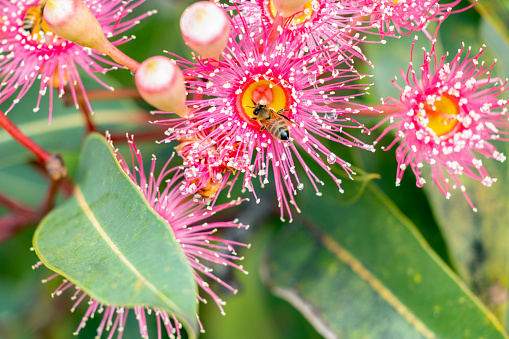 Bee pollinating Gum tree pink flowers after the rain, background with copy space, full frame horizontal composition