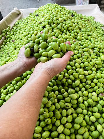 Holding a handful of olives in a market shop in Erfoud, Morocco