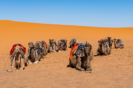 Camels in a series of walk-up,  Desert - Erg Chebbi ,Merzouga, Morocco,North Africa