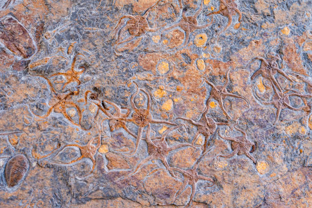 Stone slab with many oceanic fossils. The town of Erfoud is recognized as a center for fossil collectors.  The area is surrounded by quarries of fossils.