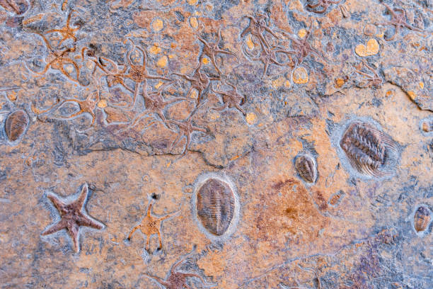 Fossil trilobite, Elrathia kingii. One of the most common trilobites in the United States. About 3/4 inch or 2 cm long.