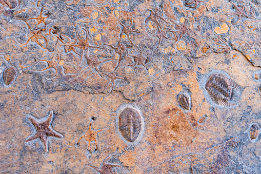 Stone slab with many oceanic fossils. The town of Erfoud is recognized as a center for fossil collectors.  The area is surrounded by quarries of fossils.
