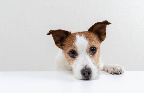 The dog head on the table. sweet Jack Russell Terrier