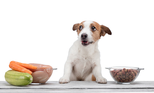 Natural feeding for dogs. Jack Russell Terrier chooses a meal. Raw food and dry food.
