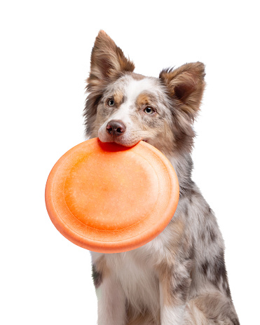 the dog holds a disc. Border Collie on a white background.