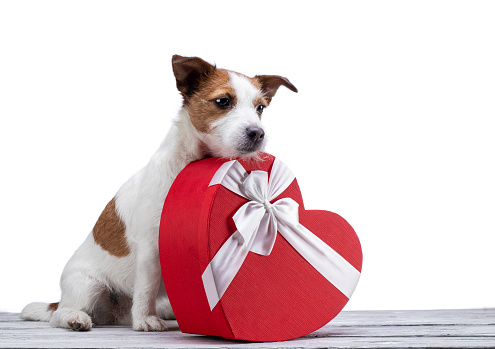 little dog jack russell terrier on a white background with a heart. Festive pet, February 14, spring, holiday