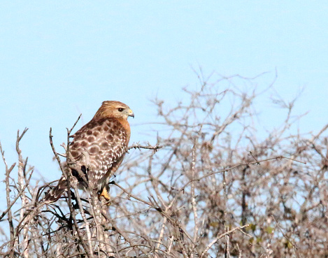 a red-shouldered hawk perching in a tree