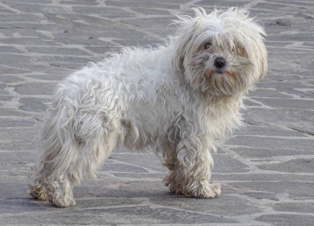 istock A bichon dog seen from the side 1897760303