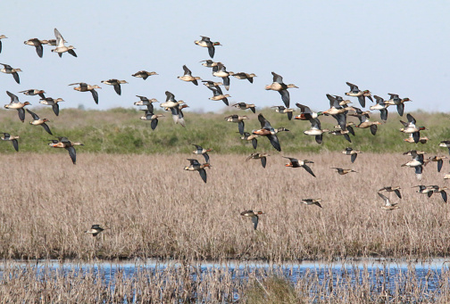 a group of ducks including green-winged teal and shovelers in flight above a marsh