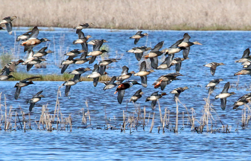 a group of ducks including shovelers and green wing teal, coming in to land on a lake