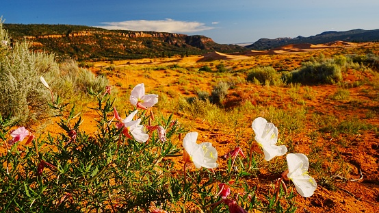 Desert Wildflowers blooming in the Anza Borrego Desert, the largest state park in California