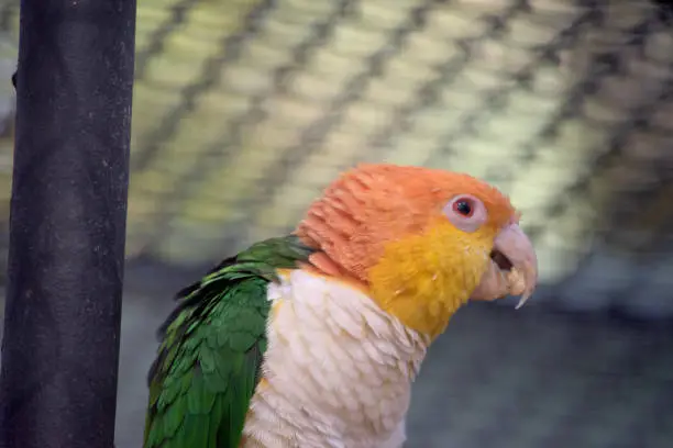 White bellied caique has a white, hooked beaks with pink nostrils on their ceres, a patch of bare skin above bird beaks.