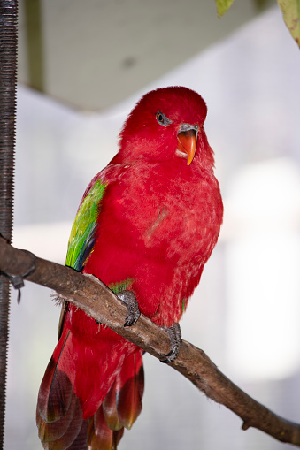 The chattering lory has a red body and a yellow patch on the mantle. The wings and thigh regions are green and the wing coverts are yellow