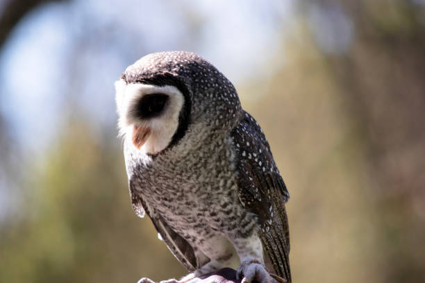 istock this is a close up of a lesser sooty owl 1897829214