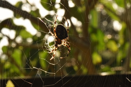 Close up of a spider sat on her web with the sunlight behind and a background of blurred trees