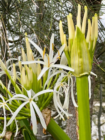 Vertical closeup photo of green leaves, plant stem and white scented flowers on a Crinum or Swamp Lily growing at the water’s edge in the coastal scrub forest at Narrawallee estuary near Mollymook, south coast NSW in Summer