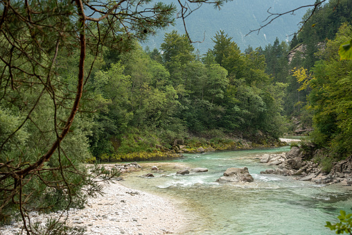 The turquoise waters of the Soča River flow through the green forest
