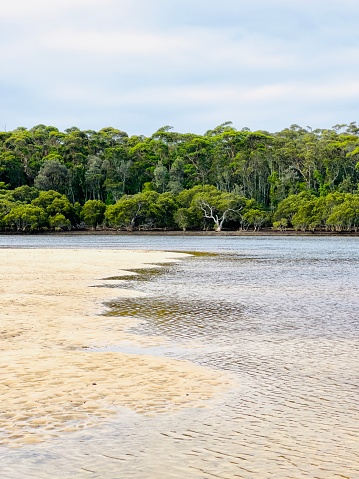 Vertical landscape photo of mangrove trees and Eucalyptus forest, sandbanks, tidal flats and the shallow salt water creek, Narrawallee Inlet near Ulladulla, south coast NSW in Summer.