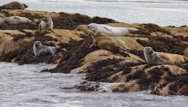 istock Harbor seals in Scotland 1898028729
