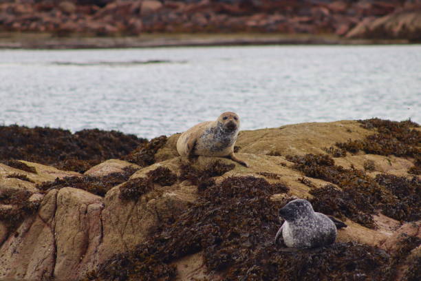 istock Harbor seals in Scotland 1898030252