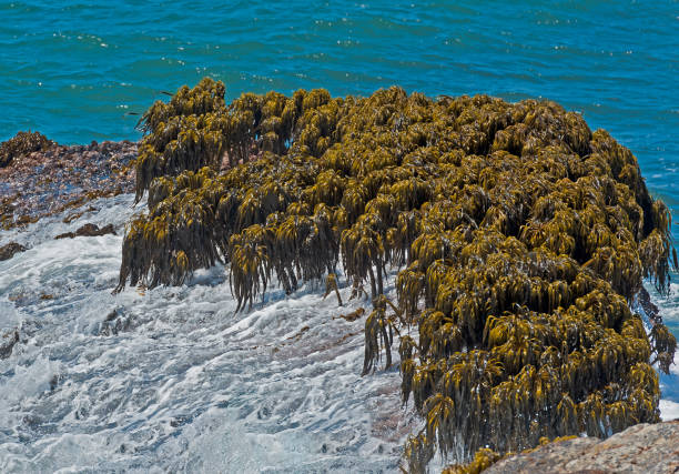 Postelsia, also known as the sea palm is a genus of kelp. Postelsia palmaeformis. It is found along the western coast of North America, on rocky shores with constant waves. Point Arena-Stornetta Unit also called Stornetta Lands National Public Monument. Pacific Ocean waves breaking on sea palms and rocks postelsia, también conocida como palmera de mar, es un género de algas marinas. postelsia palmaeformis. se encuentra a lo largo de la costa occidental de américa del norte, en costas rocosas con oleaje constante. la unidad point arena-stornetta también