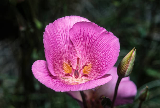 alkali mariposa lily, calochortus striatus, red rock canyon state park, kalifornien. selten. - globe lily stock-fotos und bilder
