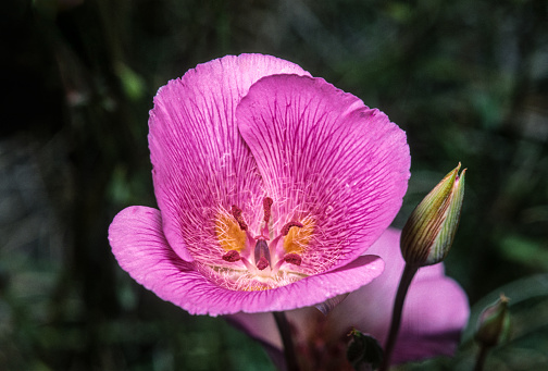 Alkali Mariposa Lily, Calochortus striatus, Red Rock Canyon State Park, California. rare.