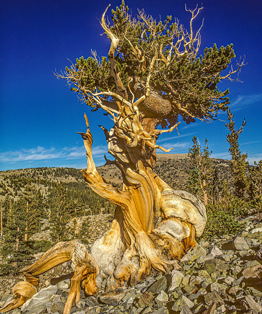 Pinus longaeva ( Great Basin bristlecone pine, intermountain bristlecone pine, or western bristlecone pine) is a long-living species of bristlecone pine tree found in the higher mountains of California, Nevada, and Utah. White Mountains of California. Inyo National Forest.