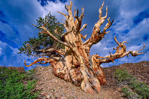 Pinus longaeva ( Great Basin bristlecone pine, intermountain bristlecone pine, or western bristlecone pine) is a long-living species of bristlecone pine tree found in the higher mountains of California, Nevada, and Utah. White Mountains of California. Inyo National Forest.