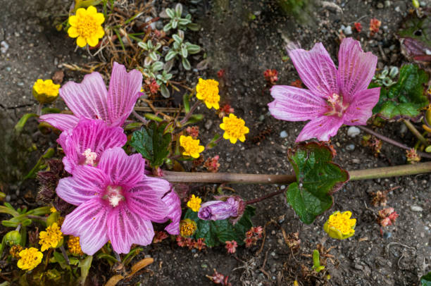 Sidalcea malviflora is a species of flowering plant in the mallow family, known by the common names dwarf checkerbloom, Greek mallow, prairie mallow and dwarf checkermallow. Salt PLoint State Park, Sonoma County, California. sidalcea malviflora es una especie fanerógama perteneciente a la familia de las malvas, conocida por los nombres comunes de malva enana, malva griega, malva de la pradera y malva enana. parque estatal salt ploint, condado de sonoma, california.
