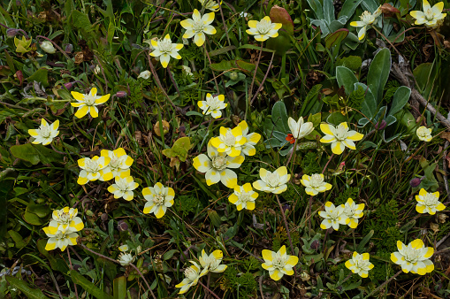 Platystemon californicus, which is known by the common name creamcups It is native to Oregon, California, Arizona, Utah and Baja California, and is found in open grasslands and sandy soils below 6,000 feet. Salt Point State Park, Sonoma County, California. White color and yellow.