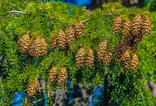 The Douglas fir (Pseudotsuga menziesii) is an evergreen conifer species in the pine family, Pinaceae. It is native to western North America and is also known as Douglas-fir, Douglas spruce. Female cones of the tree.