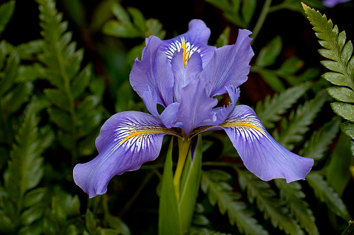 Iris douglasiana, the Douglas iris, is a common wildflower of the coastal regions of Northern and Central California and southern Oregon in the United States. Salt Point State Park, Sonoma County, California. Iridaceae.
