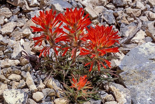Bright red spike inflorescences and bracts on Desert Paintbrush, Castilleja Chromosa, Orobanchaceae, native facultative root hemiparasitic hermaphroditic herbaceous perennial in Joshua Tree National Park, Southern Mojave Desert, Springtime.