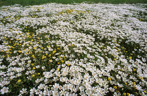 Daisy Chamomile background. Beautiful nature scene with blooming chamomilles in sun flare. Sunny day. Summer flowers