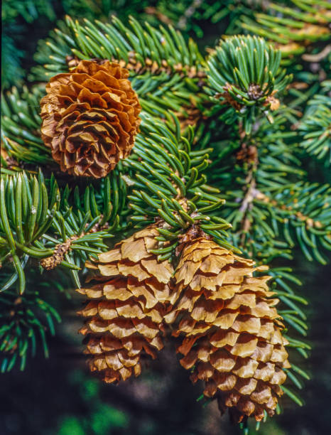 Picea engelmannii, with the common names Engelmann spruce, white spruce, mountain spruce, and silver spruce, is a species of spruce native to western North America. It is mostly a high-elevation mountain tree but also appears in watered canyons.