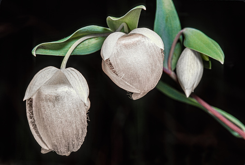 Calochortus albus is a species in the genus Calochortus in the family Liliaceae. It is also known by the common names fairy lantern, white fairy lantern, pink fairy lantern, lantern of the fairies, globe lily, white globe lily, white globe-tulip, alabaster tulip, Indian bells, snowy lily-bell, and snow drops. Cuesta Ridge, Los Padres National Forest, California