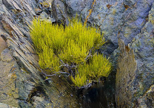 Green Morman Tea, Ephedra viridis, White Mountains in California, y Ephedracrae.  Green ephedra, and Indian tea.